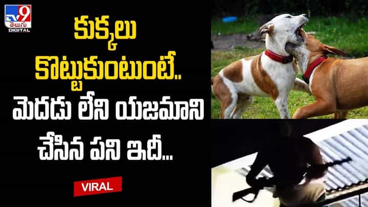 కుక్కలు కొట్టుకుంటుంటే.. మెదడు లేని యజమాని చేసిన పని ఇదీ కుక్కలు కొట్టుకుంటుంటే.. మెదడు లేని యజమాని చేసిన పని ఇదీ
