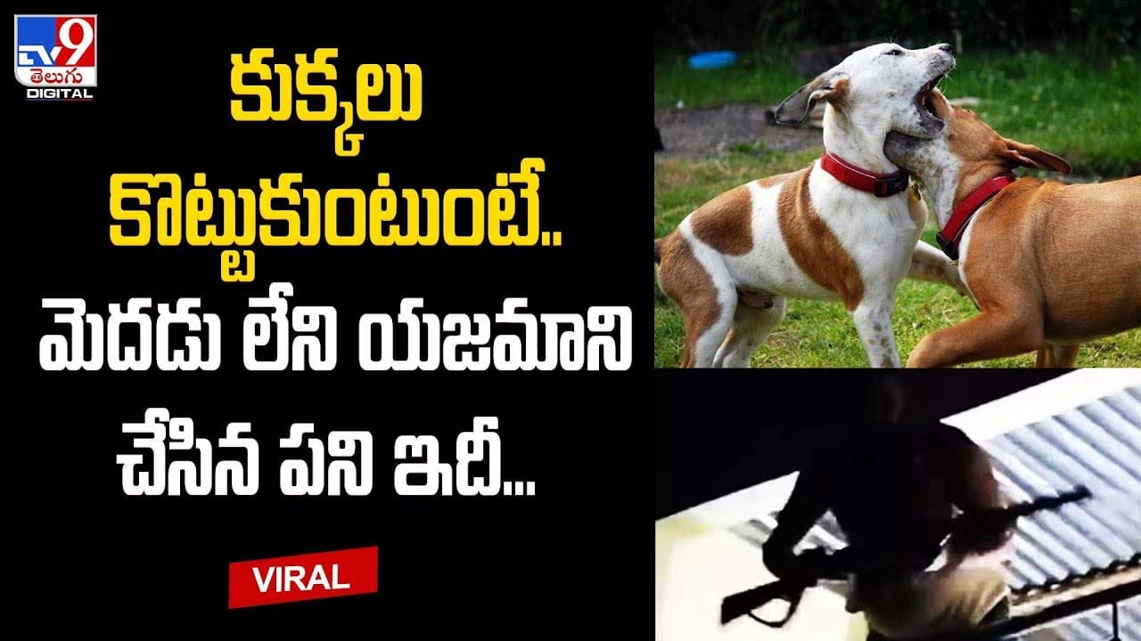 కుక్కలు కొట్టుకుంటుంటే.. మెదడు లేని యజమాని చేసిన పని ఇదీ