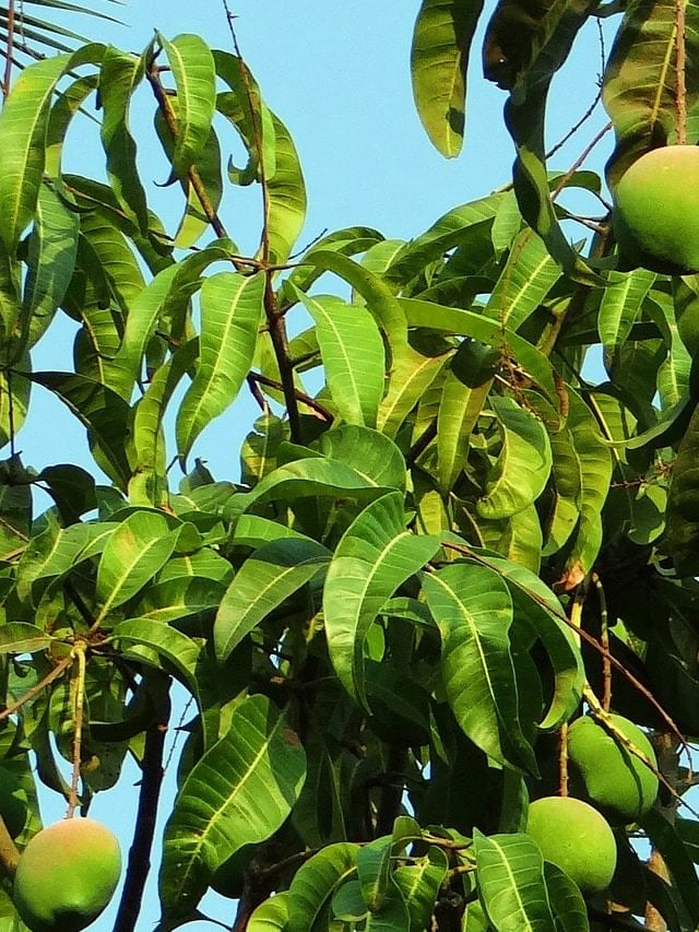 Mango Leaves Picture