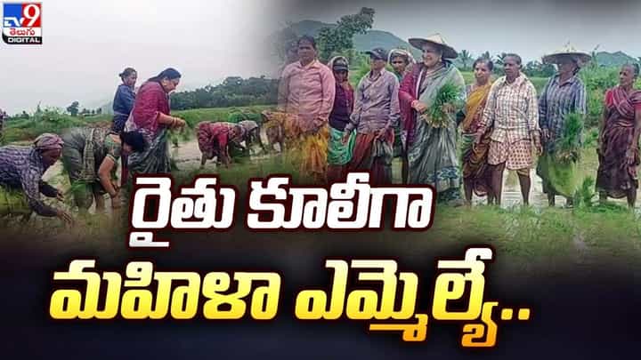 రైతు కూలీగా ఎమ్మెల్యే.. మహిళలతో కలిసి వరినాట్లు రైతు కూలీగా ఎమ్మెల్యే.. మహిళలతో కలిసి వరినాట్లు