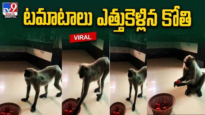 వంటింట్లో దూరిన దొంగ వానరం.. ఖరీదైన కూరగాలతో పరార్ వంటింట్లో దూరిన దొంగ వానరం.. ఖరీదైన కూరగాలతో పరార్