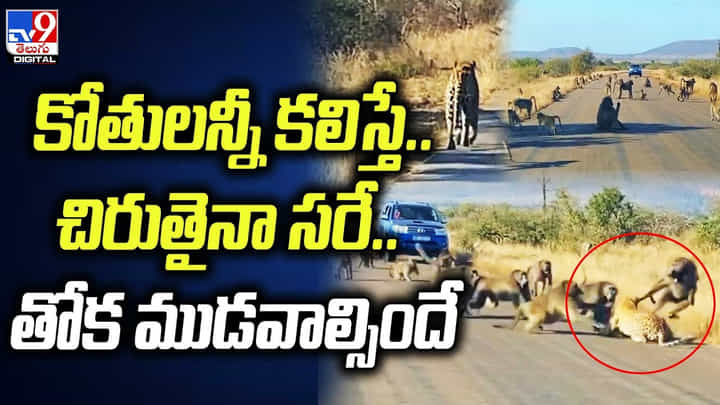 కోతులన్నీ కలిస్తే... చిరుతైనా సరే.. తోక ముడవాల్సిందే కోతులన్నీ కలిస్తే... చిరుతైనా సరే.. తోక ముడవాల్సిందే