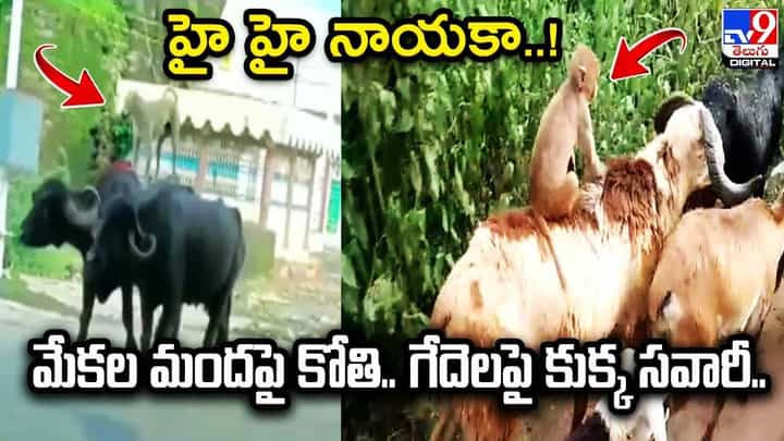 హై హై నాయకా !! మేకల మందపై కోతి.. గేదెలపై కుక్క సవారీ హై హై నాయకా !! మేకల మందపై కోతి.. గేదెలపై కుక్క సవారీ