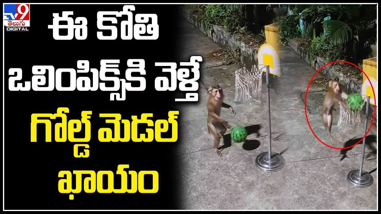 Viral Video: ఈ కోతి ఒలింపిక్స్‌కి వెళ్తే గోల్డ్‌ మెడల్‌ ఖాయం.. బాస్కెట్‌బాల్‌తో రెచ్చిపోయిన కోతి.