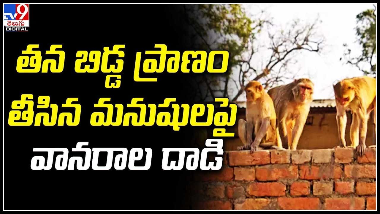 Monkeys Viral: తన బిడ్డ ప్రాణం తీసిన మనుషులపై కోతుల దాడి.. వైరల్ వీడియో