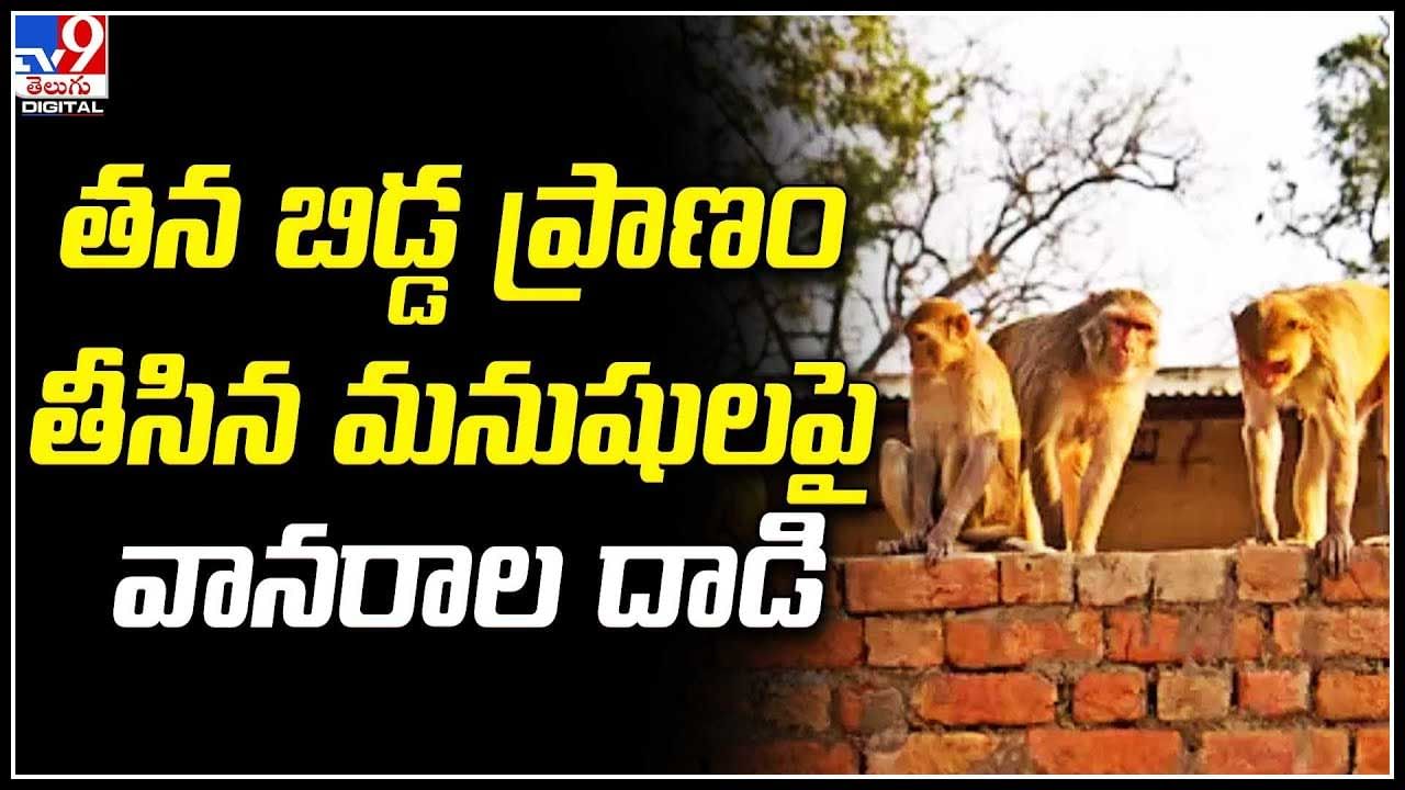 Monkeys Viral: తన బిడ్డ ప్రాణం తీసిన మనుషులపై కోతుల దాడి.. వైరల్ వీడియో.