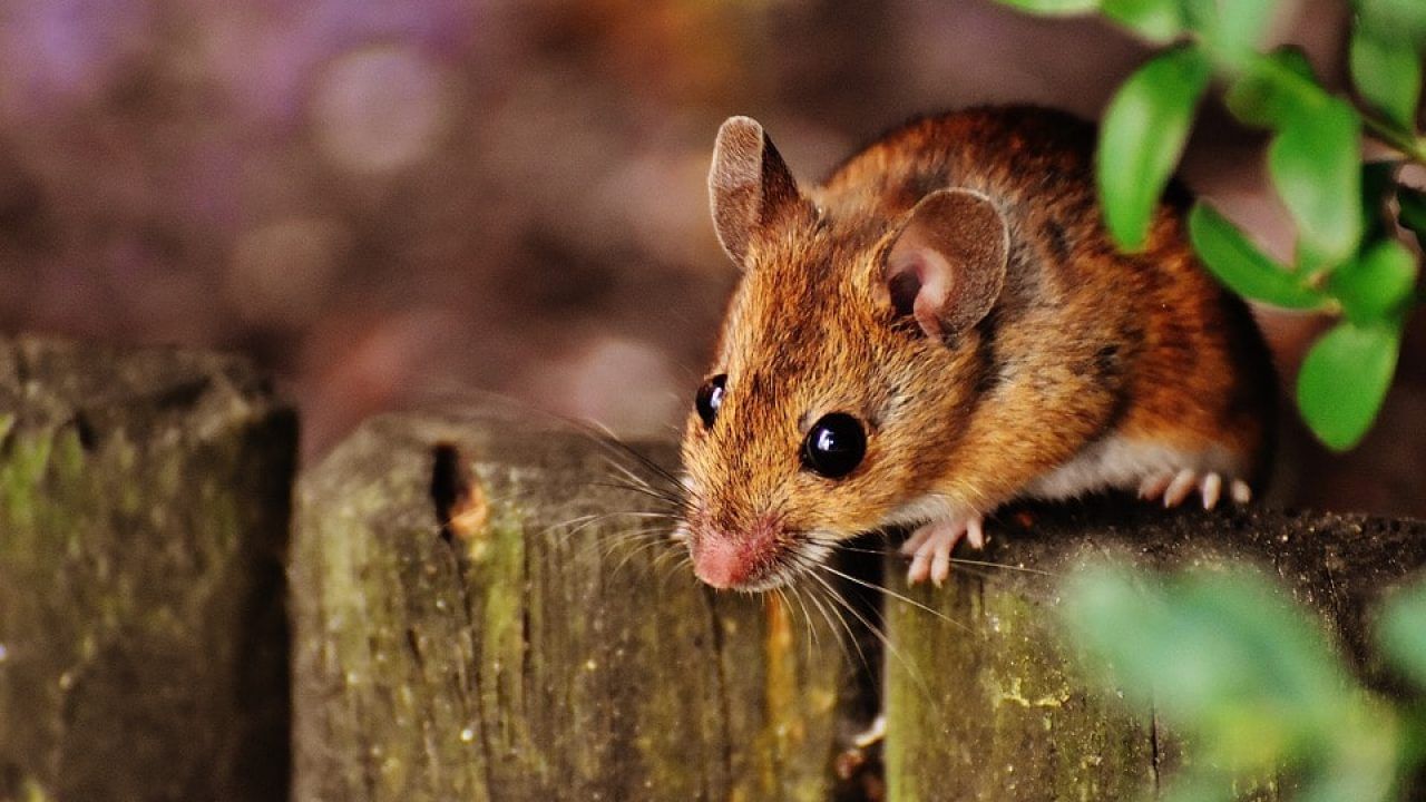 Home Tips to Kill Mouse: ఇంట్లో ఎలుకలను చంపేందుకు మందులు వాడకండి.. వీటిని వాడితే అవే వెళ్లిపోతాయ్!!