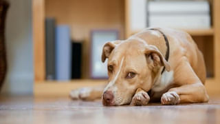 విద్యార్ధుల హాస్టల్‌ గదుల్లో భారీగా మారణాయుధాలు.. బాంబులు, తుపాకులతో హల్‌చల్‌!