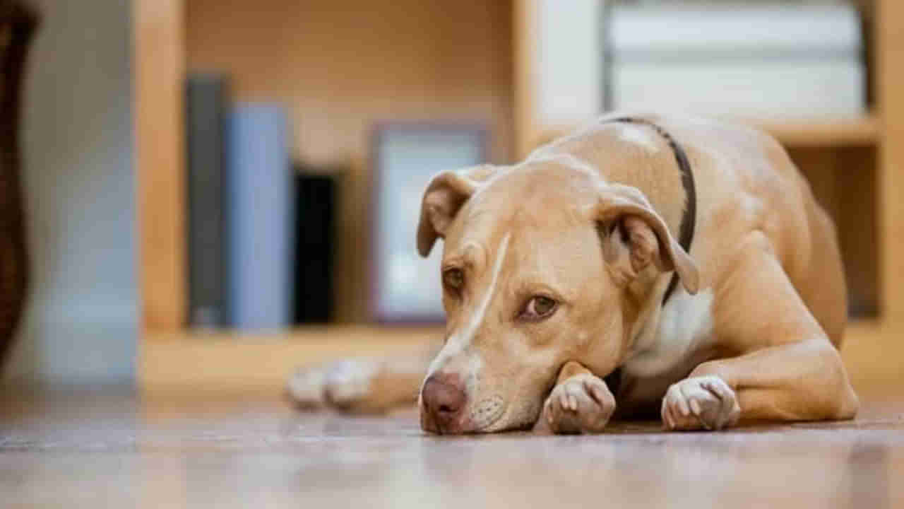 Pet Dog: పెంపుడు కుక్క కోసం గొడవ.. భార్య పిల్లలను చంపి భర్త సూసైడ్!