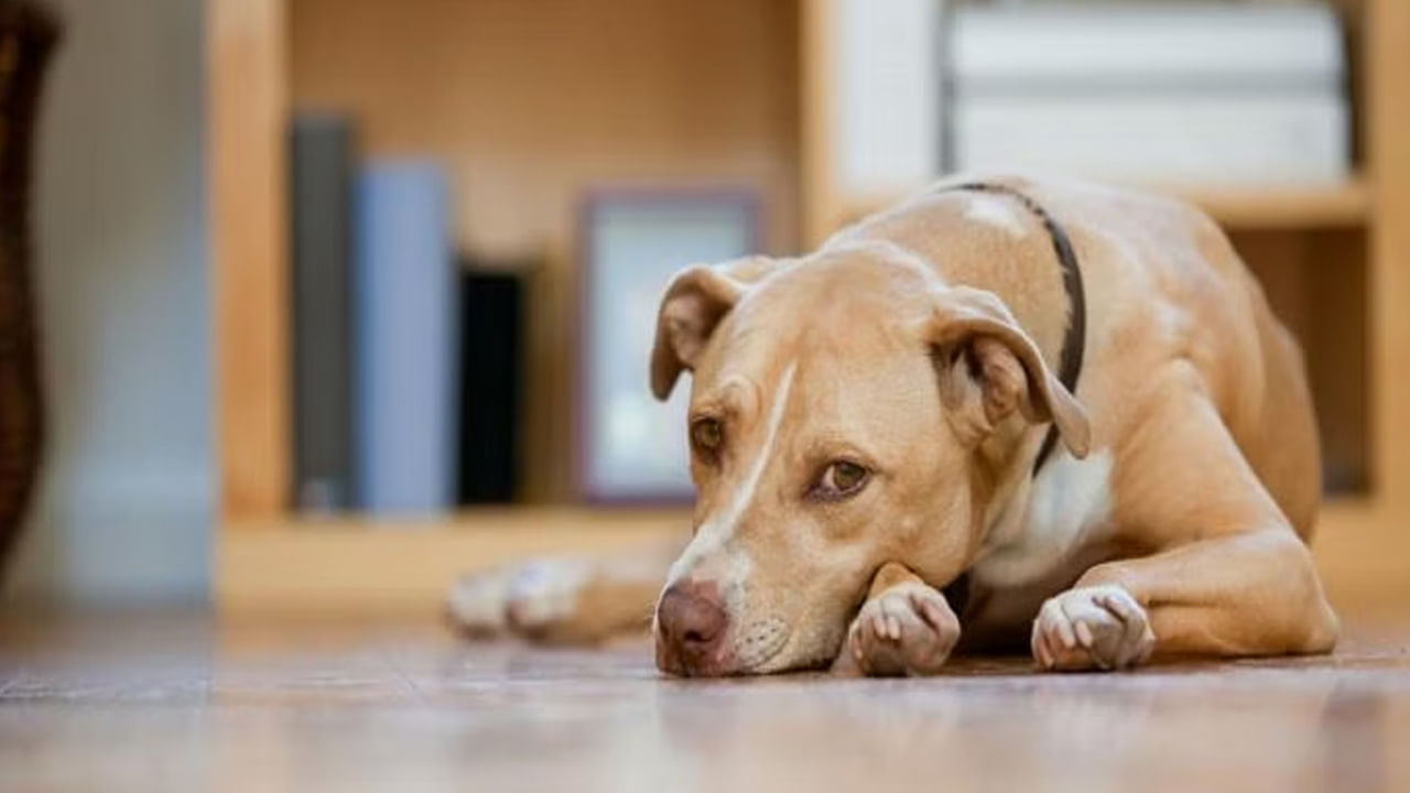 Pet Dog: పెంపుడు కుక్క కోసం గొడవ.. భార్య పిల్లలను చంపి భర్త సూసైడ్‌!