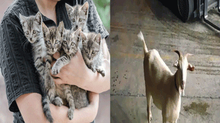 CM KCR – Asaduddin Owaisi: అవును వాళ్లిద్దరూ మంచి స్నేహితులే.. కేసీఆర్‌పై అభిమానాన్ని చాటుకున్న అసదుద్దీన్..