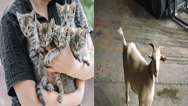 Hyderabad: ఇదేక్కడి చోద్యంరా సామీ..! పిల్లులకు పోస్టుమార్టం చేయాలంటూ ఒకరు.. నా మేకపిల్లను కిడ్నాప్ చేశారంటూ మరోకరు..