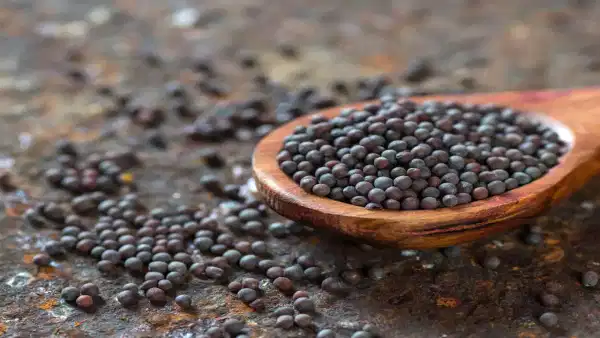 Mustard Benefits: తేలు విషాన్ని హరించాలంటే ఆవాలతో చెక్ పెట్టండిలా!!