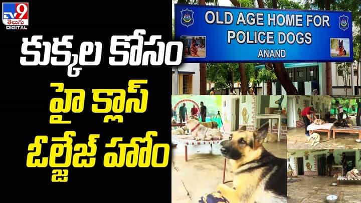 కుక్కల కోసం హై క్లాస్ ఓల్జేజ్ హోం !! సంగీతం వినడం కోసం మ్యూజిక్ సిస్టమ్ను ఏర్పాటు కుక్కల కోసం హై క్లాస్ ఓల్జేజ్ హోం !! సంగీతం వినడం కోసం మ్యూజిక్ సిస్టమ్ను ఏర్పాటు