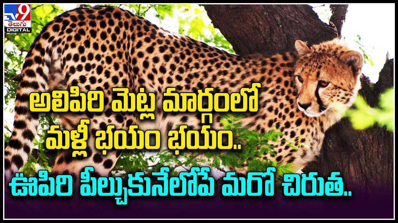 Leopard in TTD: అలిపిరి మెట్ల మార్గంలో మళ్లీ భయం భయం.. ఊపిరి పీల్చుకునేలోపే మరో చిరుత..