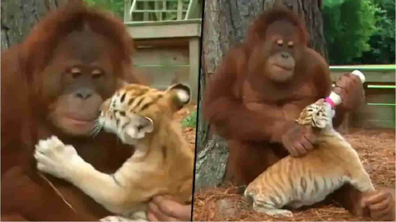 Viral News: పులిపిల్లల్ని సాకుతోన్న ఒరంగుటాన్.. చూస్తే ఎంత ముచ్చటేస్తుందో!