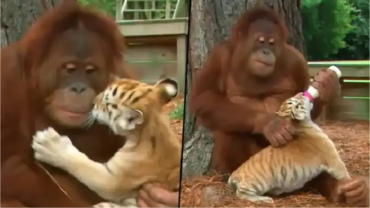Viral News: పులిపిల్లల్ని సాకుతోన్న ఒరంగుటాన్.. చూస్తే ఎంత ముచ్చటేస్తుందో!