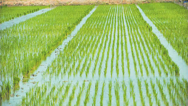 Medak District: మొన్న వర్షాలు, ఇప్పుడు తెగుళ్లు.. మొయిపురుగుతో ఇబ్బందులు పడుతున్న రైతన్నలు..