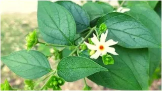 Curd Side Effects: ఈ సమస్యలతో బాధపడుతున్నవారు పెరుగును అస్సలు తినకూడదు..!!