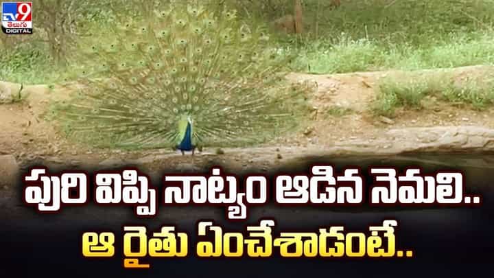 పురి విప్పి నాట్యం ఆడిన నెమలి.. ఆ రైతు ఏంచేశాడంటే ?? పురి విప్పి నాట్యం ఆడిన నెమలి.. ఆ రైతు ఏంచేశాడంటే ??