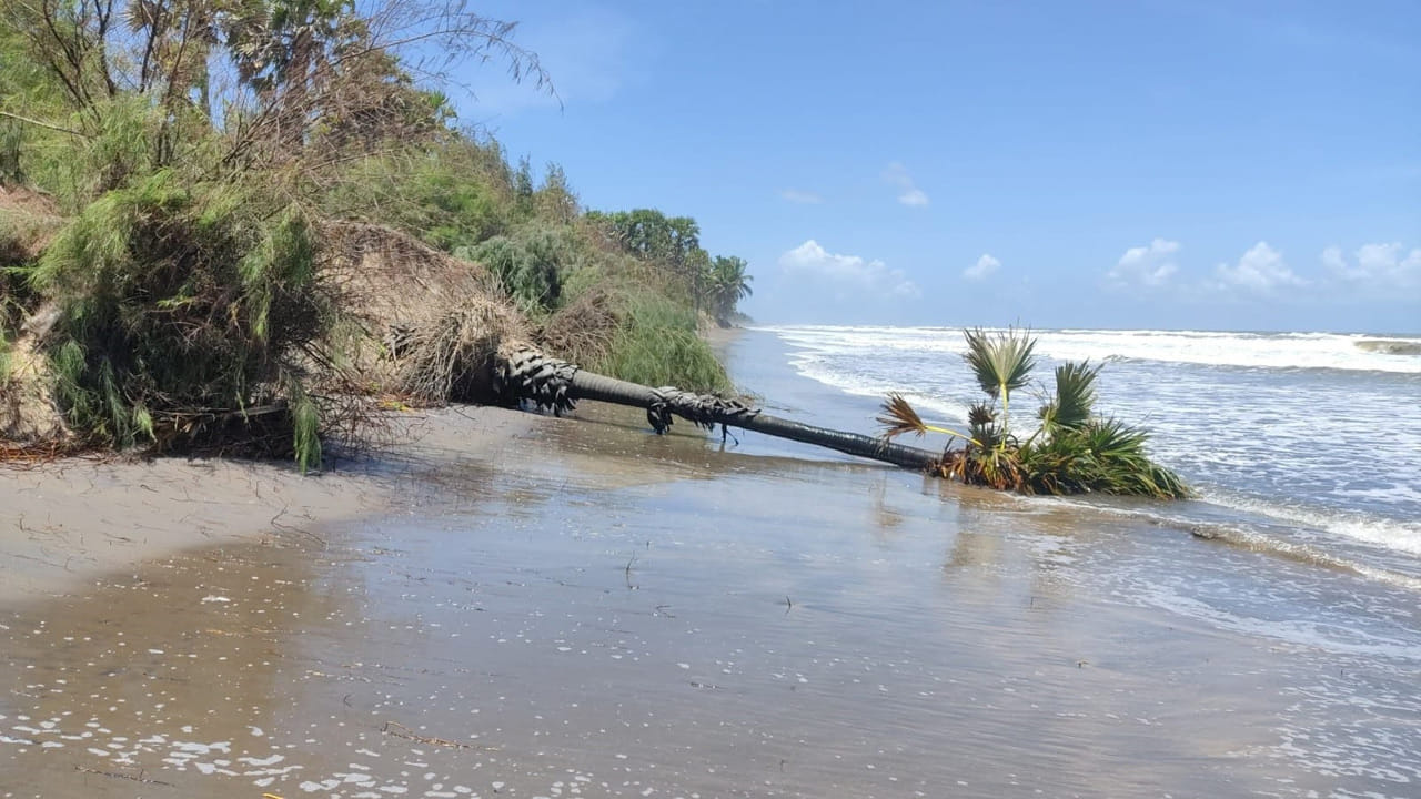 పశ్చిమ గోదావరి జిల్లాలో గోదావరి సముద్రంలో కలిసే అంతర్వేదికి, సముద్ర ముఖద్వారానికి ఎదురుగా ఉండే దర్భరేవు ప్రాంతంలో గతంలో అటవీశాఖ మడ అడవులను అభివృద్ధి చేసింది. అదేవిధంగా ఉప్పుటేరు సముద్రంలో కలిసి స్ట్రయిట్ కట్ ప్రాంతానికి అనుసంధానంగా పాతపాడు, నాగిడిపాలెం గ్రామాల్లో దశాబ్దాల కిందట వేశారు. కాల క్రమంలో అవి కూడా అంతర్థానం అయ్యాయి. బురద నేలలో ఉప్పునీటి కయ్యల్లో ఈ అడవులు ఏర్పాటు చేయడం వల్ల మత్య సంపద అభివృద్ధికి దోహ దపడుతుంది. రొయ్యలు, పీతలు ఎదుగుదలకు ఈ ప్రాంతం అనువుగా ఉండటం వల్ల సముద్ర ఉత్పత్తులు పెరిగి మత్స్యకారులకు ఉపాధి అవకాశలు మెరుగవుతాయి. గతంలో మడ అడవులను పెంచిన అటవీశాఖ వాటి సంరక్షణ బాధ్యత మత్స్యకారులతో ఏర్పాటైన సొసైటీలకు అప్పగించింది. సాసైటీ సభ్యులు సరైన చర్యలు తీసుకోకపోవడంతో అడవులు కనుమరుగై చేపలు, రొయ్యలు చెరువులుగా మారిపోయాయి. ప్రభుత్వం, ఆటవీశాఖ అధికారులు స్పందించి స్వామినాదన్ ఫౌండేషన్ కేంద్ర ప్రభుత్వానికి సూచించిన విధంగా స్వచ్ఛంద సంస్థలు, వనసంరక్షణ సమితులు సహకారం తీసుకొని మడఅడవులు అభివృద్ధికి కృషి చేయాల్సిన అవసరం ప్రస్తుతం కనిపిస్తుంది. దీని వల్ల పర్యావరణ పరిరక్షణతో పాటం జలచరాలు అభివృద్ధికి, మత్యకారులు తమ ఆదాయం పెంచుకొనేందుకు వీలుంటుంది. అయితే ఈ విషయంలో కనిపిస్తున్న నిర్లక్ష్యం వల్ల భావి తరాలు తగిన మూల్యం చెల్లించుకోక తప్పని పరిస్థితి ఇపుడు నెలకొంది.