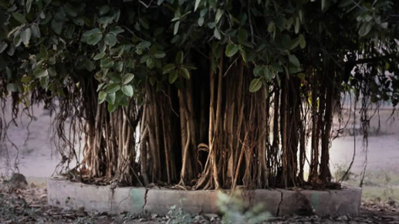 Peepal Tree Benefits: రావిచెట్టు బెరడుతో ఈ వ్యాధులకు చెక్ పెట్టొచ్చని మీకు తెలుసా?