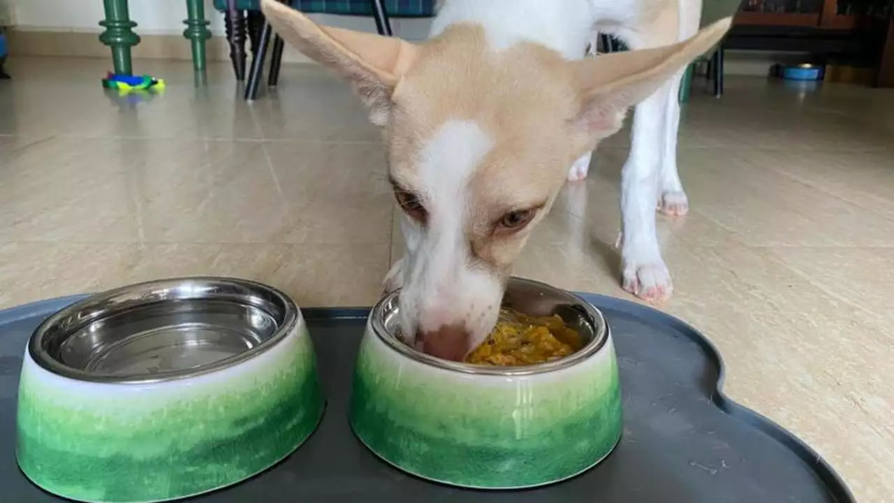 Food Side Effects for Pet Dogs: మీ ఇంట్లో పెంపుడు కుక్క ఉందా.. అయితే జాగ్రత్త పొరపాటున కూడా ఇలాంటి ఆహారాలు పెట్టొద్దు!!