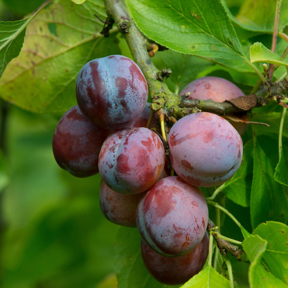 వర్షాకాలంలో అల్ బుకరా పండ్లు విరివిరిగా లభిస్తాయి. ఈ పండ్లను తినడం వల్ల శరీరంలో రోగ నిరోధక శక్తి పెరిగి వాతావరణ మార్పుల కారణంగా వచ్చే అనారోగ్య సమస్యల బారిన పడకుండా కాపాడుతుంది. మన శరీరంలో ఉండే విష పదార్దాలను బయటకు పంపించడంలో ఈ పండ్లు ఉపయోగపడతాయి.