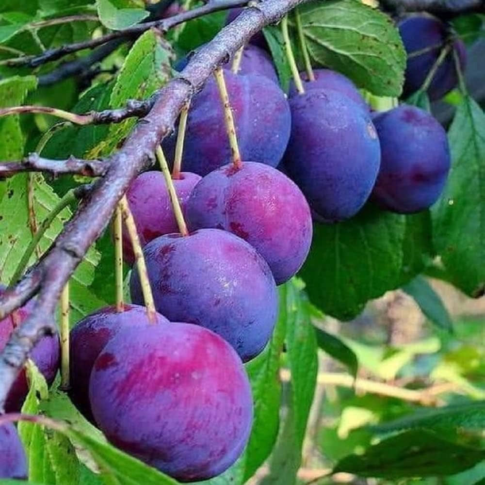 వర్షాకాలంలో అల్ బుకరా పండ్లు విరివిరిగా లభిస్తాయి. ఈ పండ్లను తినడం వల్ల శరీరంలో రోగ నిరోధక శక్తి పెరిగి వాతావరణ మార్పుల కారణంగా వచ్చే అనారోగ్య సమస్యల బారిన పడకుండా కాపాడుతుంది. మన శరీరంలో ఉండే విష పదార్దాలను బయటకు పంపించడంలో ఈ పండ్లు ఉపయోగపడతాయి.