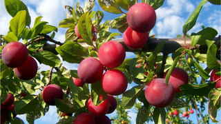 Monsoon Foot Care Tips: వర్షాకాలంలో మీ పాదాలు భద్రం.. ఈ చిట్కాలతో ఆ సమస్యలు దూరం..