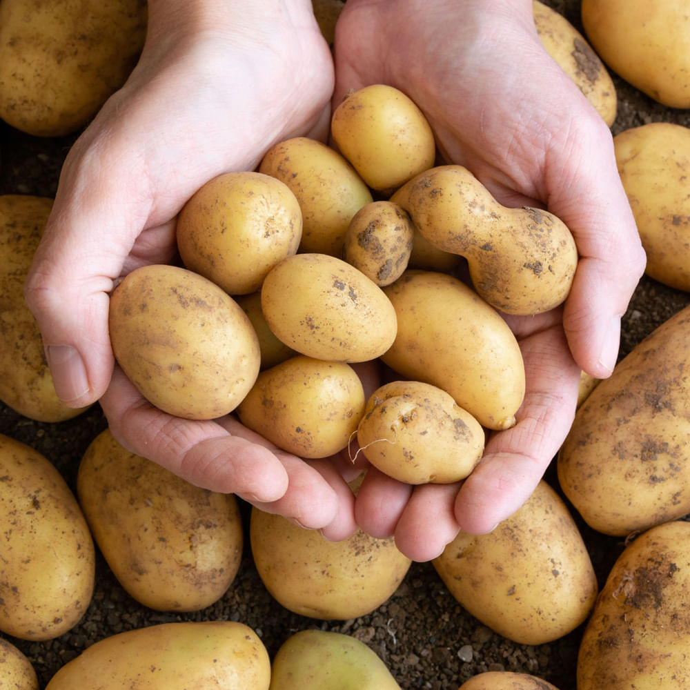 బంగాళదుంప: బంగాళదుంప అంటే చాలామంది ఇష్టపడతారు. అయితే స్థూలకాయం, డయాబెటిస్ వంటి సమస్యలకు చెక్ పెట్టాలంటే బంగాళదుంప తక్కువగా తినాలి. ఎందుకంటే బంగాళదుంపలో స్టార్చ్, కార్బొహైడ్రేట్లు అధికంగా ఉంటాయి. దీనిని డీప్ ఫ్రై లేదా వెన్న, క్రీమ్‌తో తీసుకుంటే మరింత హానికరం. బంగాళదుంపలను ఎక్కువగా తింటే  డయాబెటిస్ సమస్యేతో పాటు కేన్సర్ ముప్పు కూడా పెరుగుతుంది.