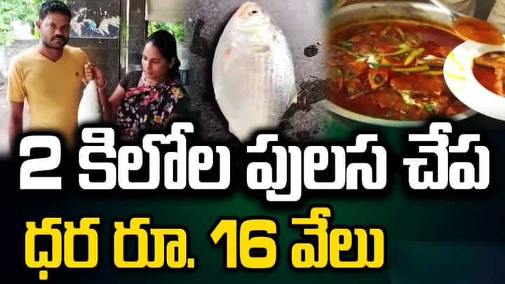 Pulasa Fish: దునియాలో ఏక్ నెంబర్.. పులస అదరహో.. ఎందుకంత డిమాండ్ Pulasa Fish: దునియాలో ఏక్ నెంబర్.. పులస అదరహో.. ఎందుకంత డిమాండ్