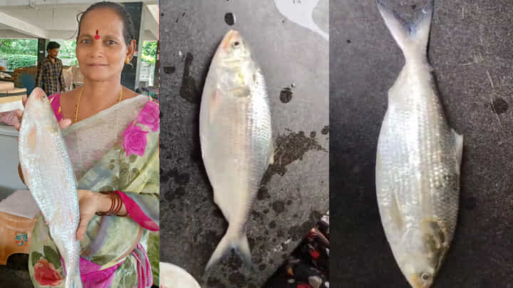 Pulasa Fish: లేక లేక చిక్కిన పులస.. 2 కేజీల చేప ఎంత రేటు పలికిందో తెల్సా..? Pulasa Fish: లేక లేక చిక్కిన పులస.. 2 కేజీల చేప ఎంత రేటు పలికిందో తెల్సా..?