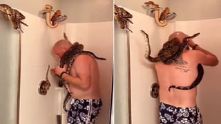 Watch Video: కోడి పిల్లలకు తల్లిగా మారిన పిల్లి.. అప్పుడే వచ్చిన తల్లి కోడి ఏం చేసిందంటే.. వీడియోపై మీరూ ఓ లుక్కేయండి