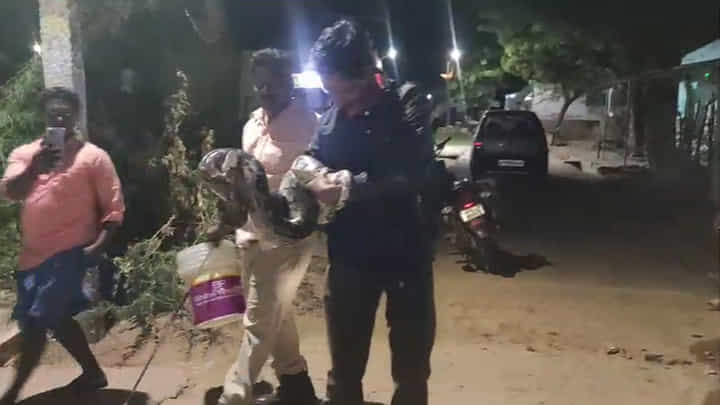 Kadapa: ఇంట్లో ఓ మూలన నక్కిన కొండచిలువ.. గ్రామస్థుల సమాచారంతో స్నేక్ క్యాచర్ ఎంట్రీ.. Kadapa: ఇంట్లో ఓ మూలన నక్కిన కొండచిలువ.. గ్రామస్థుల సమాచారంతో స్నేక్ క్యాచర్ ఎంట్రీ..