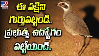 వీళ్ల తెలివి మాములుగా లేదుగా !! సిగ్నల్ లైట్ లేదని ??