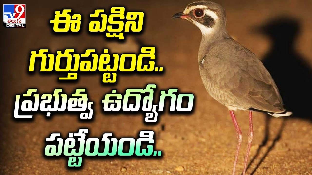 ఈ పక్షిని గుర్తుపట్టండి.. ప్రభుత్వ ఉద్యోగం పట్టేయండి..