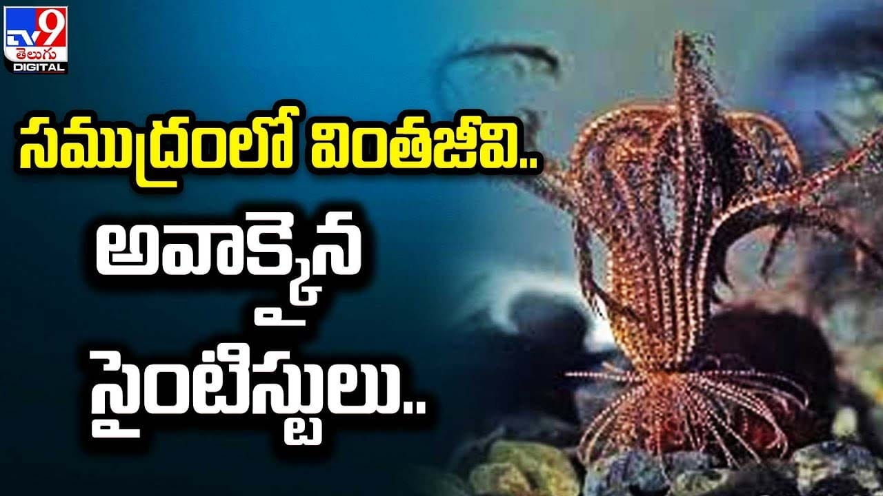 బాబోయ్‌ భయంకర చేప.. వేటకు వెళ్లిన మత్స్యకారులకు ఊహించని షాక్‌ Telugu