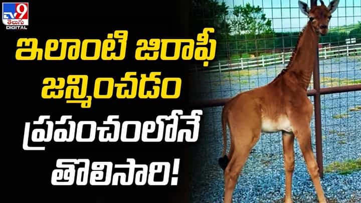 Rare Giraffe: ఇలాంటి జిరాఫీ జన్మించడం ప్రపంచంలోనే తొలిసారి !! Rare Giraffe: ఇలాంటి జిరాఫీ జన్మించడం ప్రపంచంలోనే తొలిసారి !!