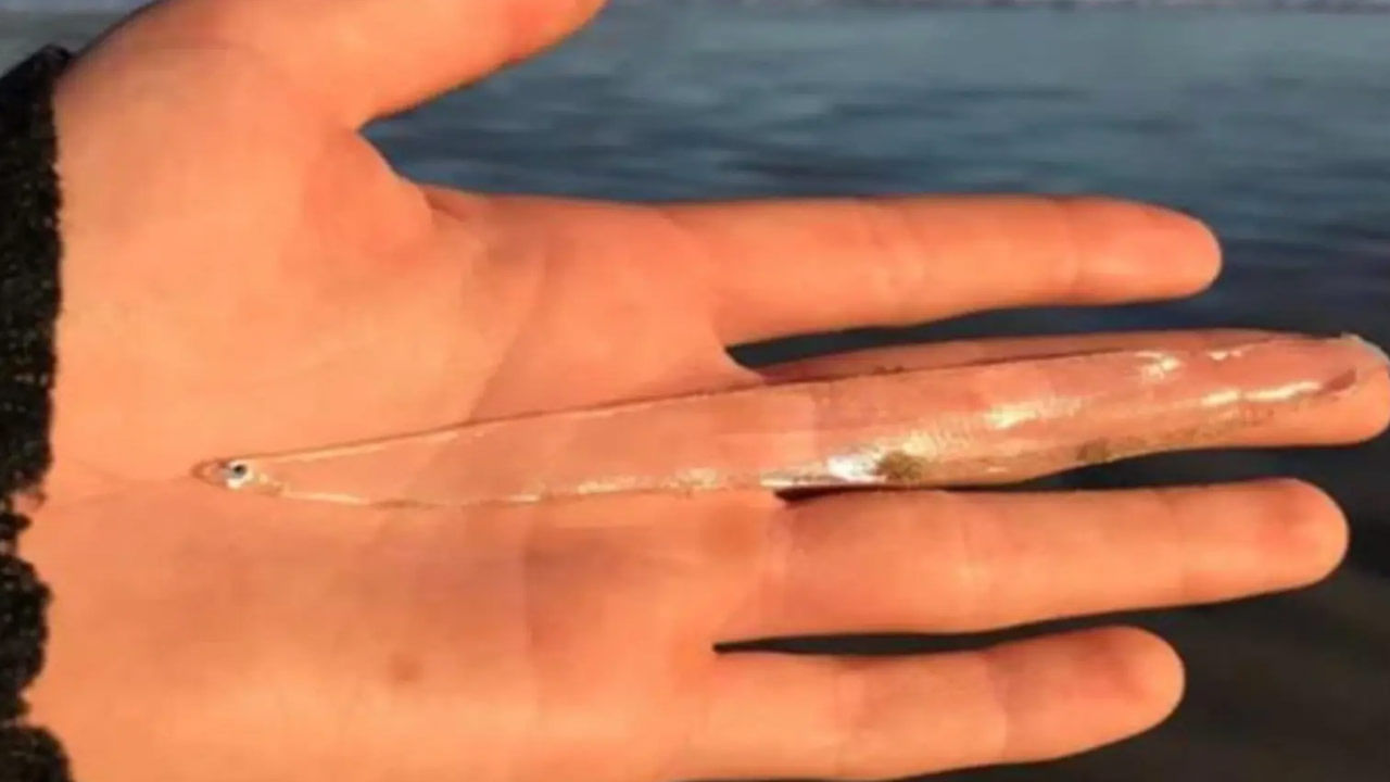 Rare Transparent Fish F