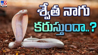 Viral Video: భర్తే అనుకుని ఇంటికి తీసుకెళ్లింది.. చివరికి అదిరిపోయే ట్విస్ట్ ఇచ్చిన బిచ్చగాడు.