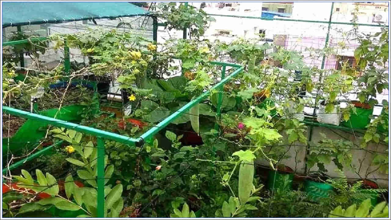 Roof Farming: మీరు ఖర్చుల నుంచి బయటపడాలా? ఇంటి పైకప్పుపై ఈ కూరగాయల సాగు.. వేలల్లో ఆదాయం