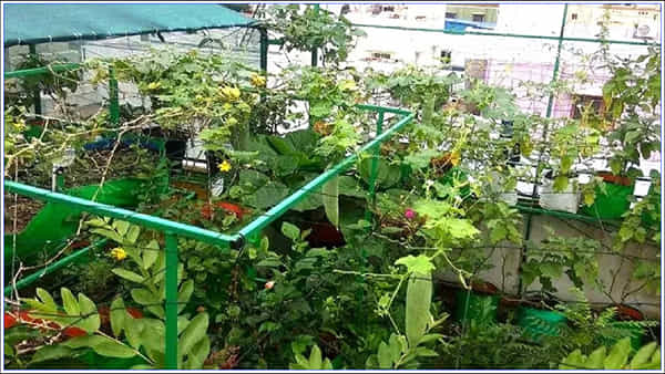 Roof Farming: మీరు ఖర్చుల నుంచి బయటపడాలా? ఇంటి పైకప్పుపై ఈ కూరగాయల సాగు.. వేలల్లో ఆదాయం