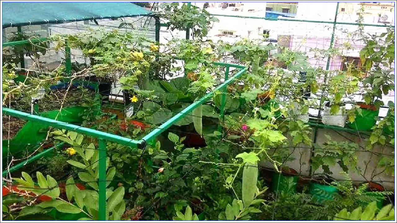 Roof Farming: మీరు ఖర్చుల నుంచి బయటపడాలా? ఇంటి పైకప్పుపై ఈ కూరగాయల సాగు.. వేలల్లో ఆదాయం