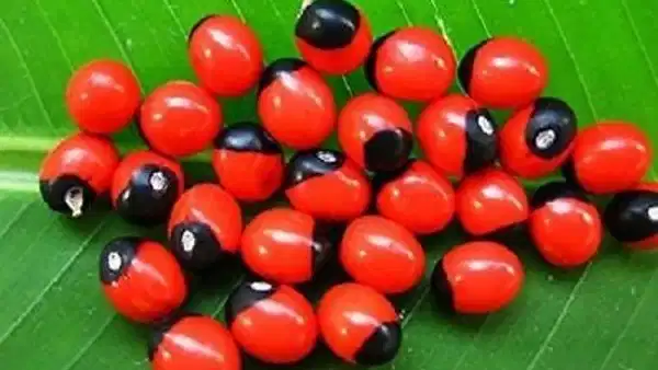Hair Tips: గురివింద గింజలను ఇలా వాడితే.. మీ జుట్టు పెరగడాన్ని ఎవ్వరూ ఆపలేరు