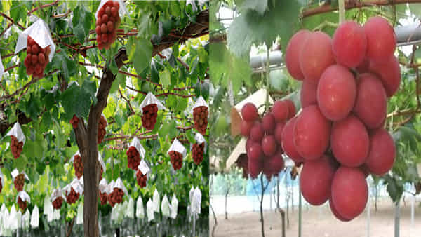 Ruby Roman Grapes: ప్రపంచంలో అత్యంత కాస్టిలీ ద్రాక్ష.. ఒక గుత్తి ధరతో మనదేశంలో 8 గ్రా. బంగారం కొనవచ్చు తెలుసా..