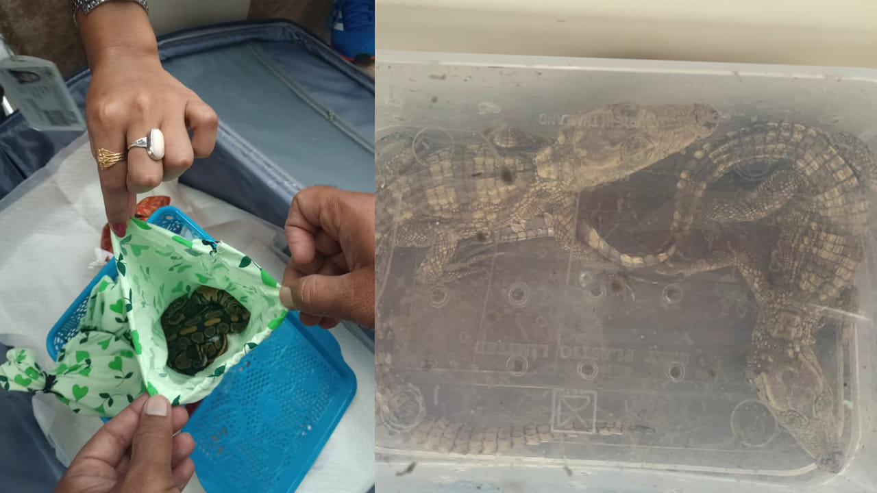 జర్నీలో ఓ కంగారూ పిల్ల చనిపోయింది.. ఇరుకైన ప్లాస్టిక్‌ బాక్సులో కొన్ని గంటలపాటు అలాగే ఉండిపోవడం వల్ల అది ప్రాణాలు కోల్పోయింది. మిగతా వాటి పరిస్థితిని కూడా గమనిస్తూ వాటిని సంరక్షణ కేంద్రాలకు తరలించామని అధికారులు తెలిపారు. ప్రస్తుతం వాటిని సంరక్షణలో ఉంచారు.