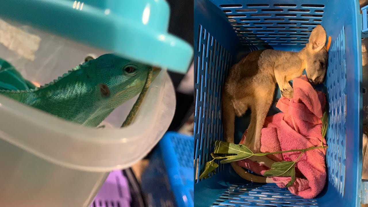 బెంగళూరు ఎయిర్‌పోర్ట్‌లో 234 వన్యప్రాణులను స్వాధీనం చేసుకున్నట్లు కస్టమ్స్‌ అధికారులు తెలిపారు. బ్యాంకాక్‌ నుంచి ఓ ప్రయాణికుడు తీసుకొచ్చాడని అధికారులు చెప్పారు. ఓ ప్రయాణికుడిపై అనుమానంతో రెండు ట్రాలీ బ్యాగుల్లో తనిఖీలు చేయగా.. చిన్న చిన్న ప్లాస్టిక్‌ బాక్సుల్లో వివిధ రకాలైన 234 వన్యప్రాణులను గుర్తించారు. 