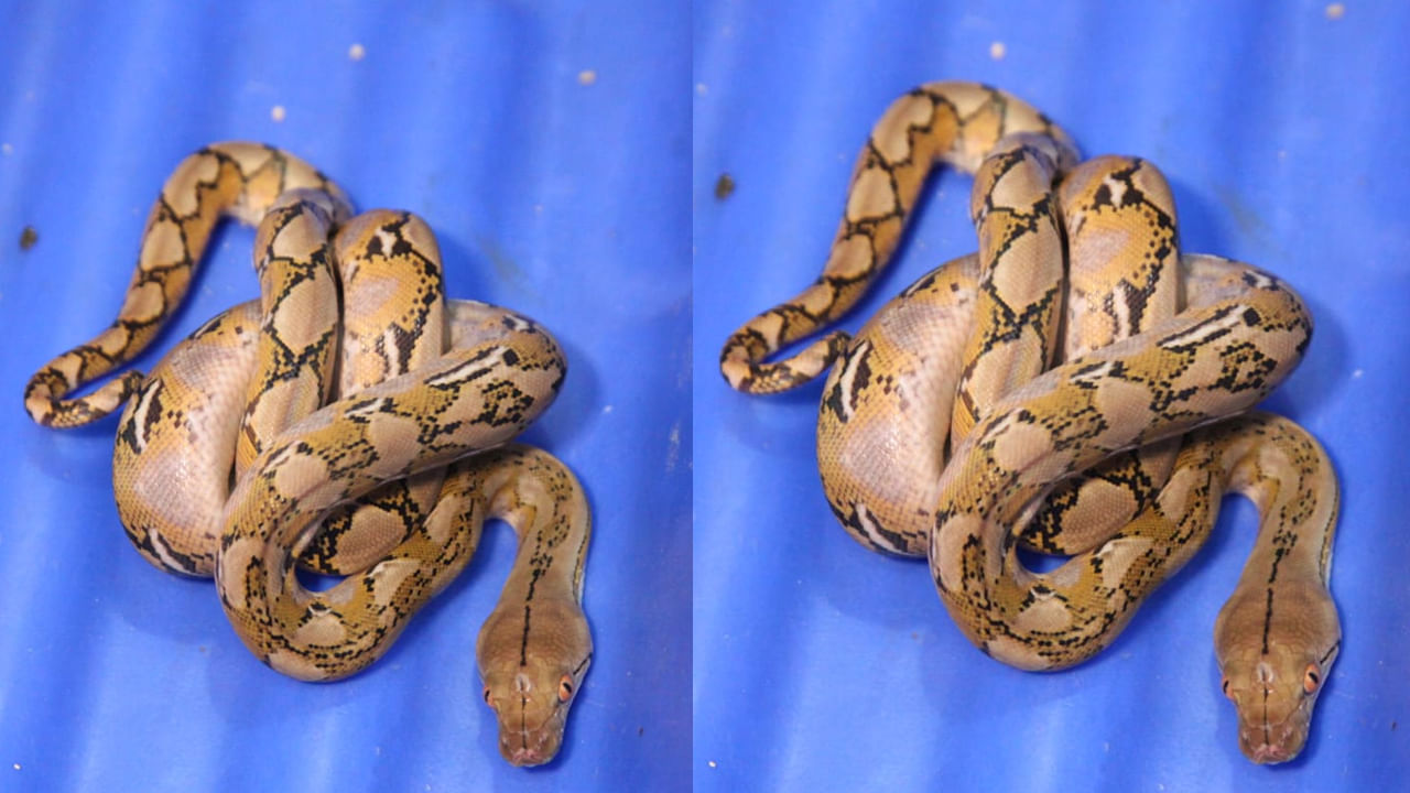 అంతరించిపోతున్న జాతుల లిస్ట్‌లో ఉన్న వాటి సంరక్షణకు చట్టాలు కూడా కఠినంగానే ఉంటాయి. బ్యాంకాక్‌ నుంచి వచ్చిన ప్రయాణికుడు వీటిని ఎక్కడికి తరలిస్తున్నారు.. ఈ ముఠా వెనుక ఎవరున్నారనే దానిపై దర్యాప్తు జరుగుతోంది.