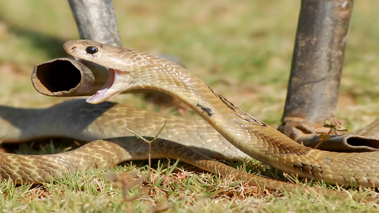 Prajwal vs Snake: పాము పగ పడుతుందని పెద్దలు చెబుతుంటారు. ఆ మాటలు నిజం కాదని వాదించేవారు కూడా లేకపోలేదు. అయితే ప్రజ్వల్ అనే కర్ణాటకకు చెందిన 14 ఏళ్ల విద్యార్థిని ఓ పాము వెంటాడుతోంది. ప్రజ్వల్‌ని రెండు నెలల్లోనే 9 సార్లు కాటేసి, అతని తల్లిదండ్రులకు కంటి మీద కునుకు లేకుండా చేస్తోంది. 